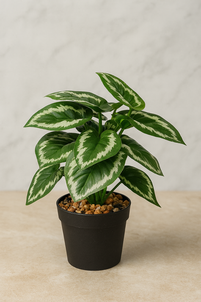 Plante déco 10x24 cm