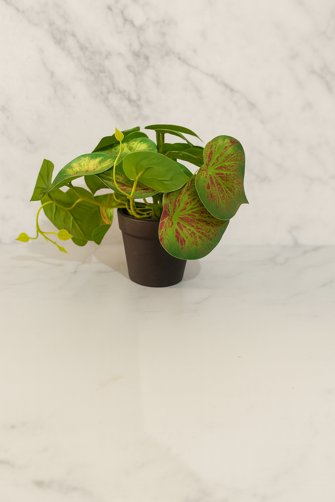Plante déco 8x16 cm