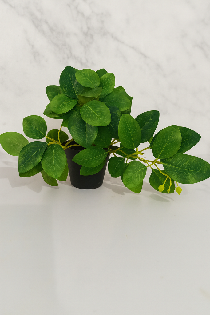 Plante déco 8x22 cm