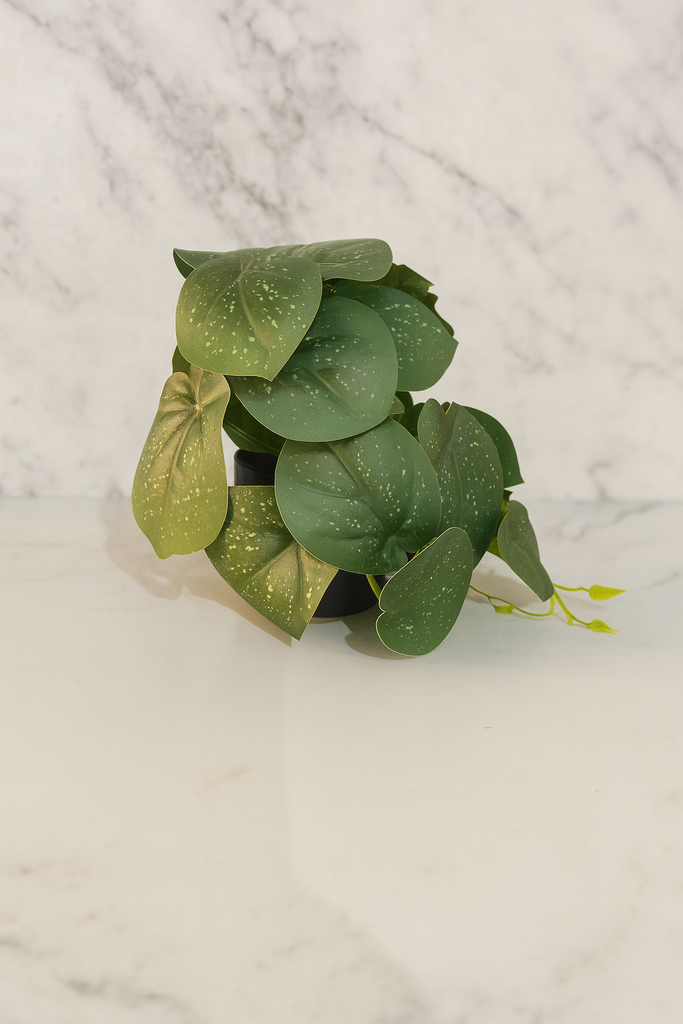 Plante déco 8x15 cm